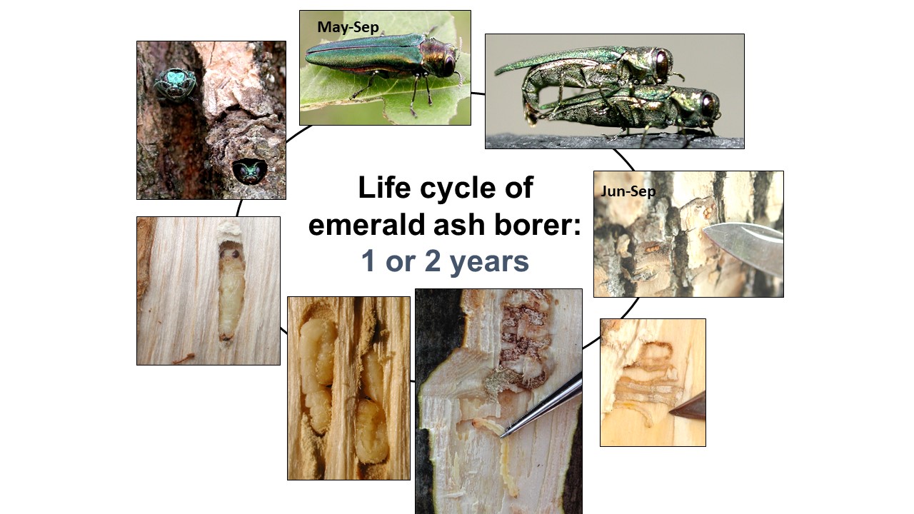 emerald-ash-borer-vermont-invasives